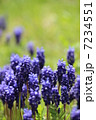 ムスカリ2 7234551