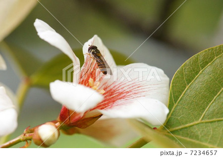 シナアブラギリとヒラタアブ 7234657