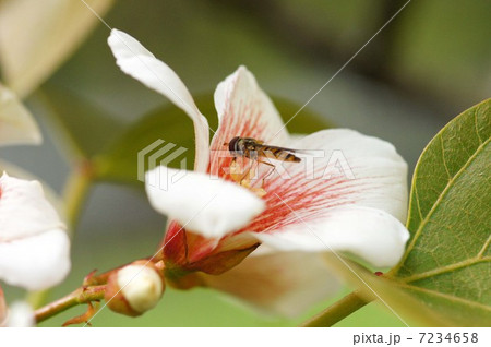 シナアブラギリとヒラタアブ 7234658