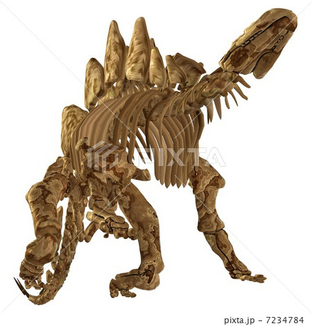 Stegosaur Bone☆ステゴサウルス 7234784