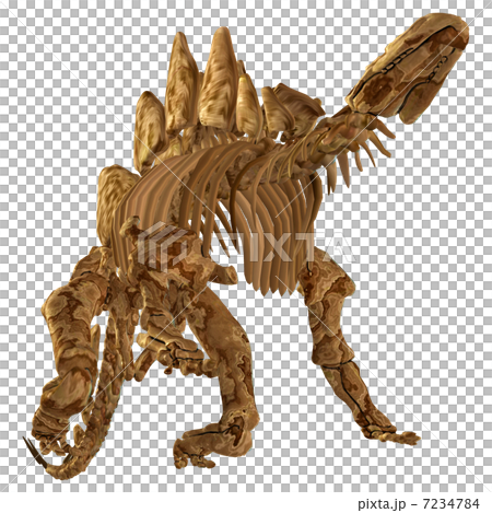 Stegosaur Bone☆ステゴサウルス 7234784