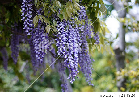 フジの花 フジの花 7234824