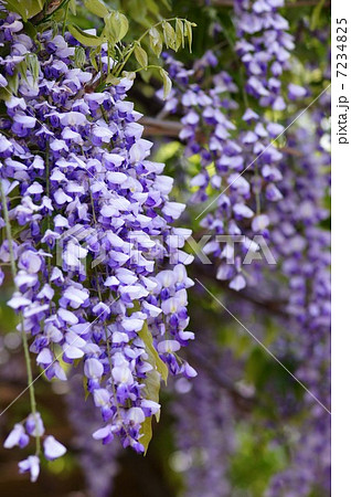 フジの花 7234825