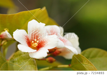 シナアブラギリ 7234893