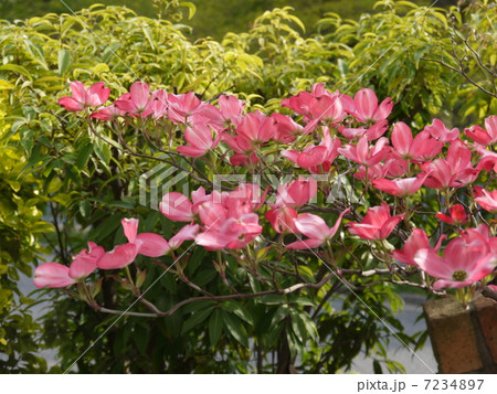 花水木 花水木 7234897