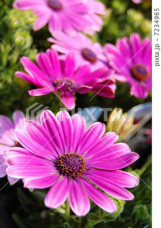 ディモルフォセカ 7234965