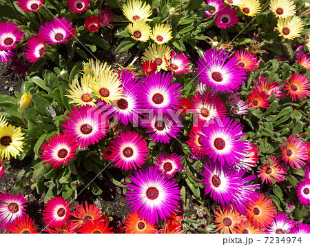 水上花壇　リビングストンデイジー 7234974