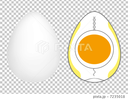 蛋結構 7235018