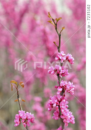 ハナズオウ(花蘇芳) ハナズオウ(花蘇芳) 7235102