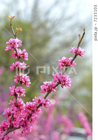ハナズオウ(花蘇芳) ハナズオウ(花蘇芳) 7235103