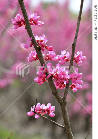 ハナズオウ(花蘇芳) ハナズオウ(花蘇芳) 7235106