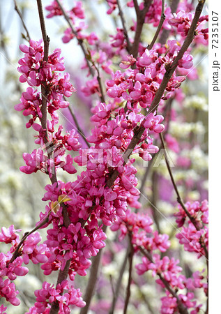 ハナズオウ（花蘇芳） 7235107