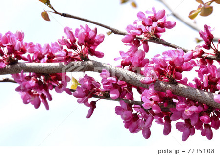 ハナズオウ（花蘇芳） 7235108