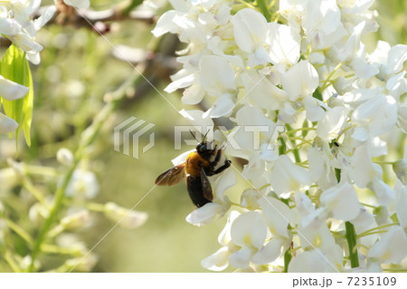 蜂 蜂 7235109