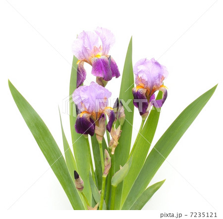 ジャーマンアイリス 7235121