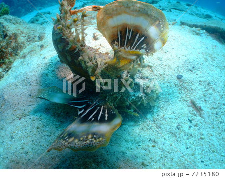 ヒメオニオコゼ オコゼ 沖縄 慶良間諸島 ヒメオニオコゼ オコゼ 沖縄 慶良間諸島 7235180