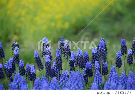 ムスカリ 7235277