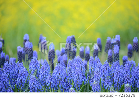 ムスカリの群生 7235279