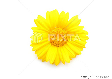 春菊の花 7235382