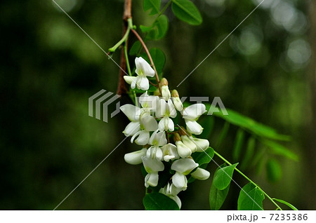 ハリエンジュ 7235386