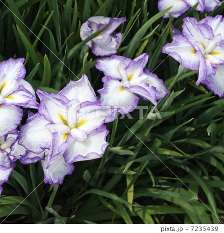 舞子の浜 舞子の浜 7235439