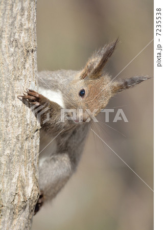 エゾリス 7235538