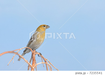 ギンザンマシコ 雌 ギンザンマシコ 雌 7235541