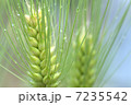 麦 7235542