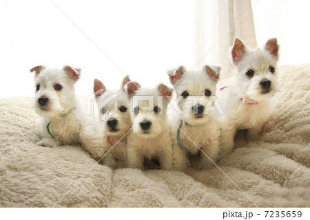 ５匹のウエスティの子犬達の写真素材