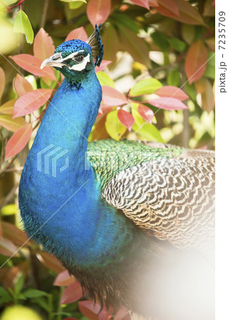 孔雀 7235709
