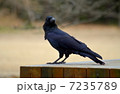 カラス（机の上） 7235789