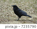 カラス（歩く） 7235790