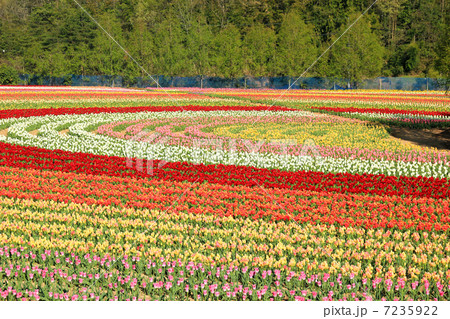 ちゅーりっぷ４３ 7235922