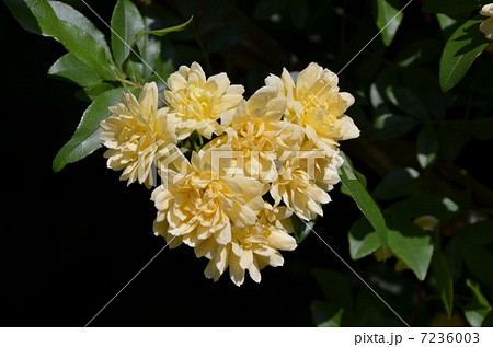 ハート型に咲いたモッコウバラ 7236003