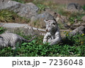 ホワイトタイガー 7236048
