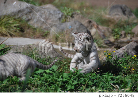 ホワイトタイガー 7236048