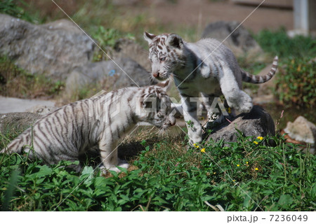 ホワイトタイガー 7236049