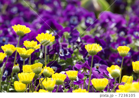 クリサンセマム・ムルチコーレの花畑 7236105