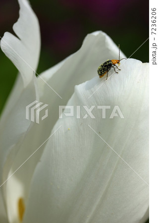 チューリップに昆虫 7236206