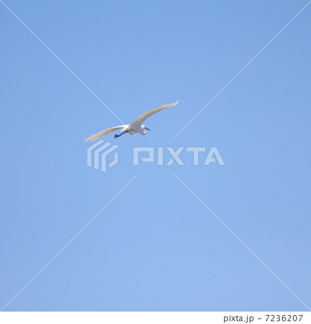 青空を優雅に飛ぶシラサギ 7236207