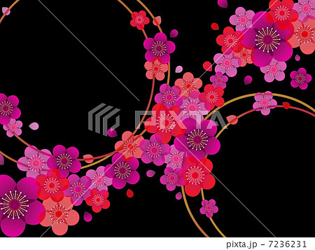 梅の花 02 横 黒背景 ピンク オレンジのイラスト素材
