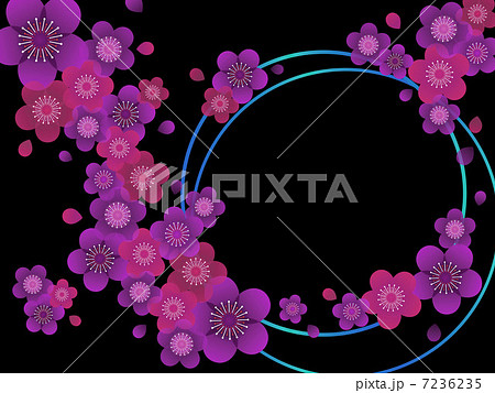 梅の花 01 横 黒背景 青紫 ピンクのイラスト素材