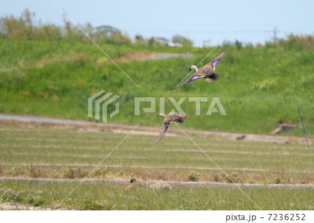 野山を軽やかに飛ぶカルガモ 7236252
