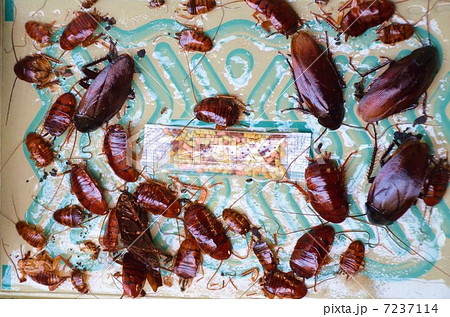 ゴキブリ１ 7237114