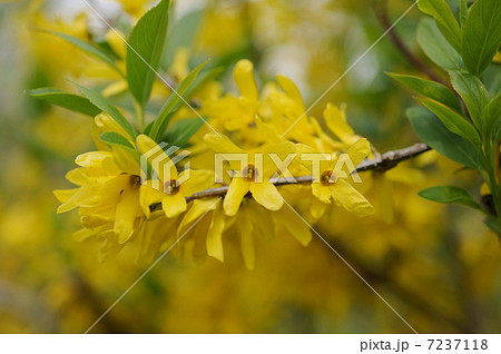 レンギョウの花 7237118