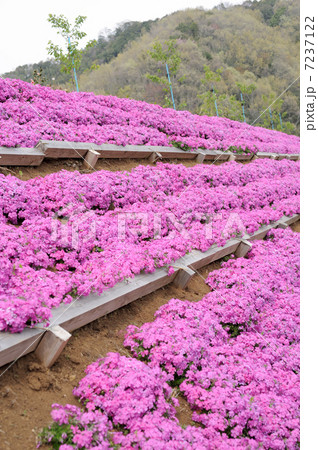 シバザクラの花 7237122