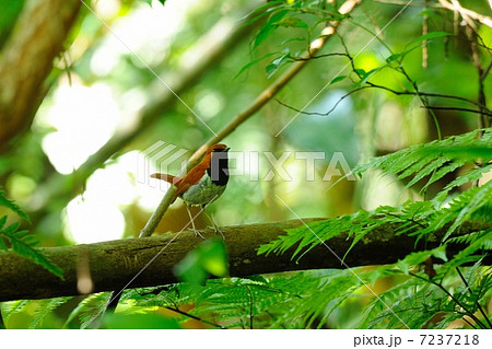 ホントウアカヒゲ 7237218