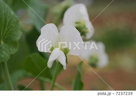 エンドウの花 エンドウの花 7237239