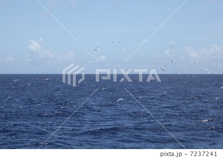 鳥　カツオ鳥　沖縄　粟国島　海 7237241