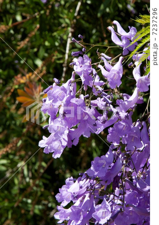 ジャカランダ花びら ジャカランダ花びら 7237296